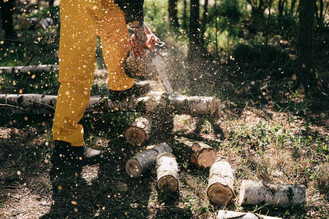 The Steps Involved in Our Tree Care Process in Robins Af, GA